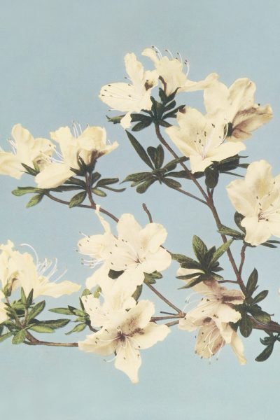 Beautiful photomechanical prints of Japanese Azaleas (1888-1898) Flores brancas sobre fundo azul-claro fotografadas em 1888