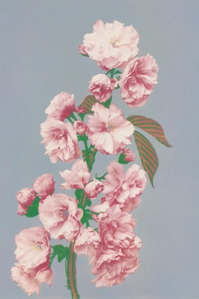 flores_otimizada_web flores_otimizada_web